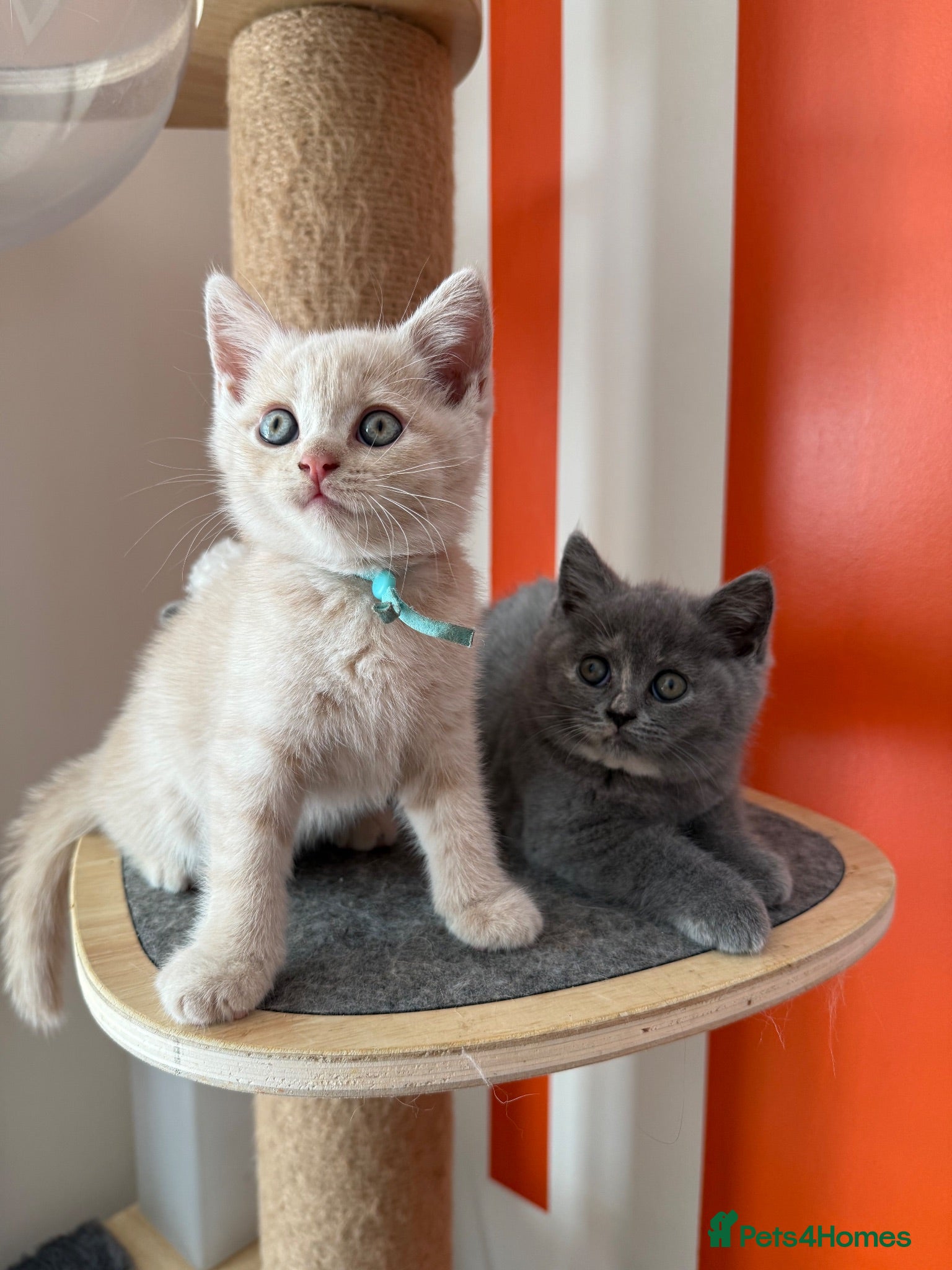 British Shorthair cats Adorable cream BSH kittens - Advert 1