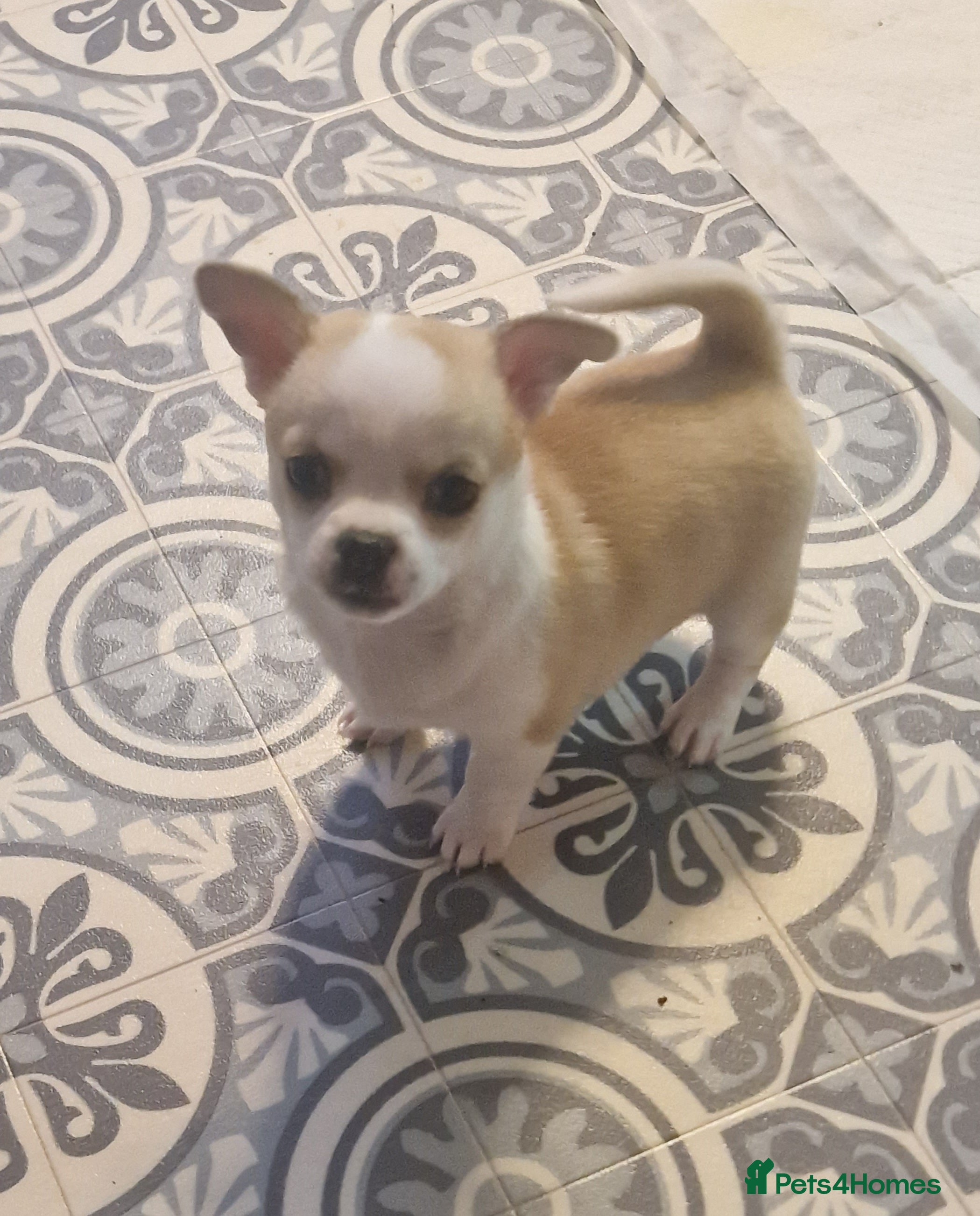 Chihuahua dogs 2 beautiful chihuahua girls for sale! - Advert 11