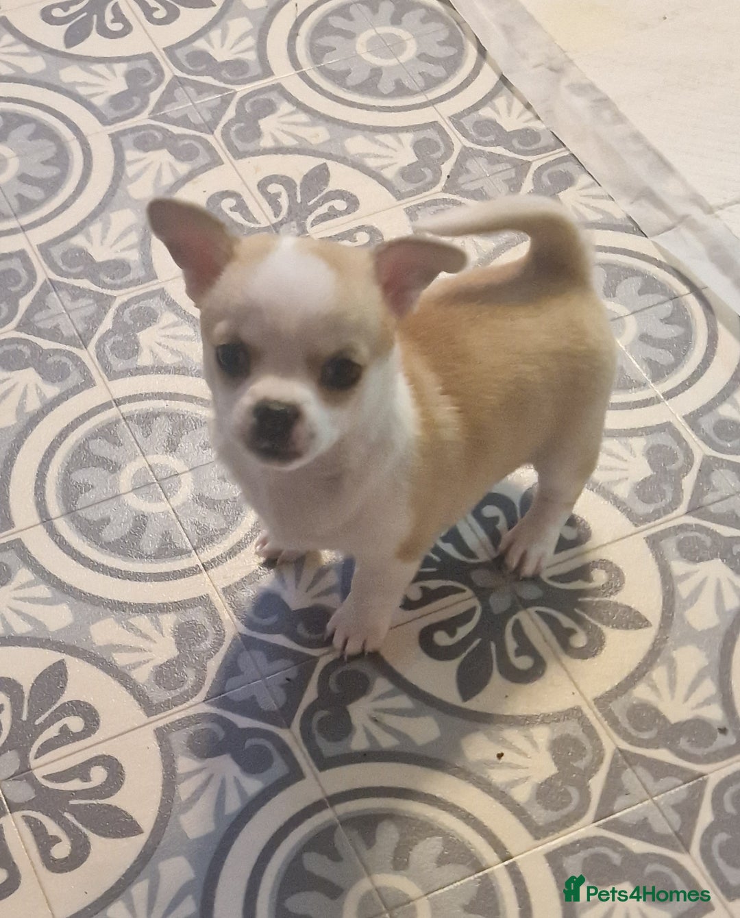 Chihuahua dogs for sale: Beautiful chihuahua girls for sale! - Advert 1