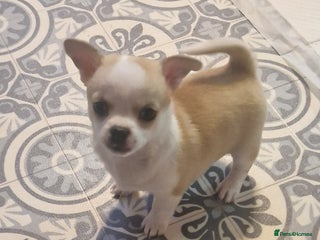 Chihuahua dogs 2 beautiful chihuahua girls for sale! - Advert 2