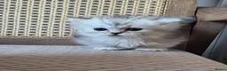 Munchkin cats for sale: Exceptional Quality & Extremely Rare Minuets - Advert 28