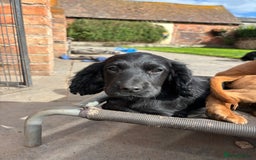 Cocker Spaniel dogs for sale: Beautiful Cocker Spaniel Puppies 🖤🧡 - Image 6