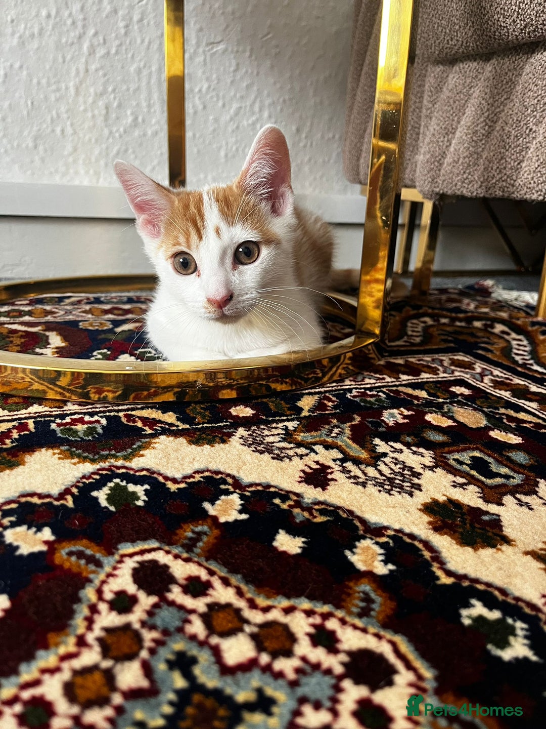 Mixed Breed cats for sale: calico male kitten READY TO LEAVE - Image 1