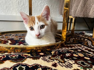 Mixed Breed cats - Advert 2