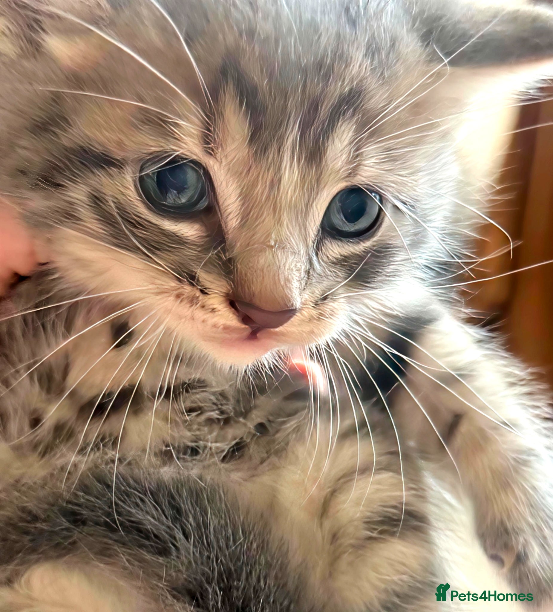 Mixed Breed cats for sale: Gorgeous Litter of 3 healthy vibrant kittens - Advert 1