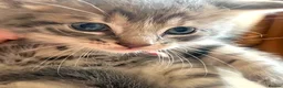 Mixed Breed cats for sale: Gorgeous Litter of 3 healthy vibrant kittens in Lancing - Advert 1
