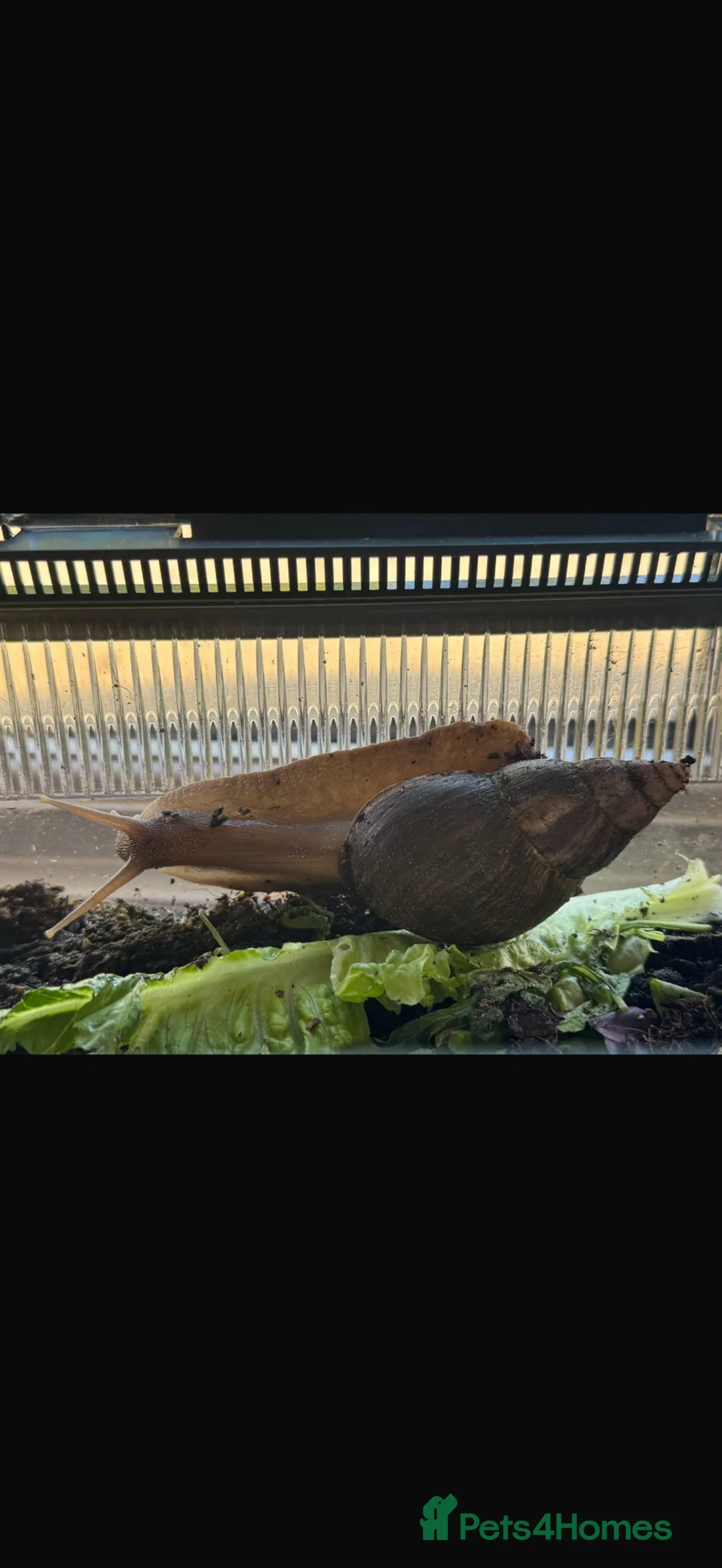 Snails invertebrates for sale: 2 giant African land snails  - Advert 2