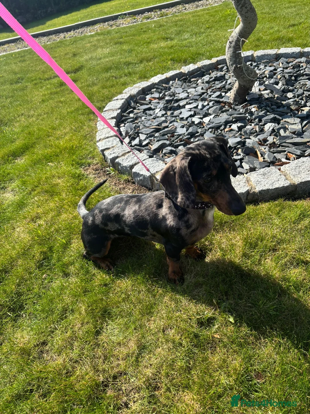 Dachshund dogs for sale: Dachshund girl in Maidstone - Advert 7