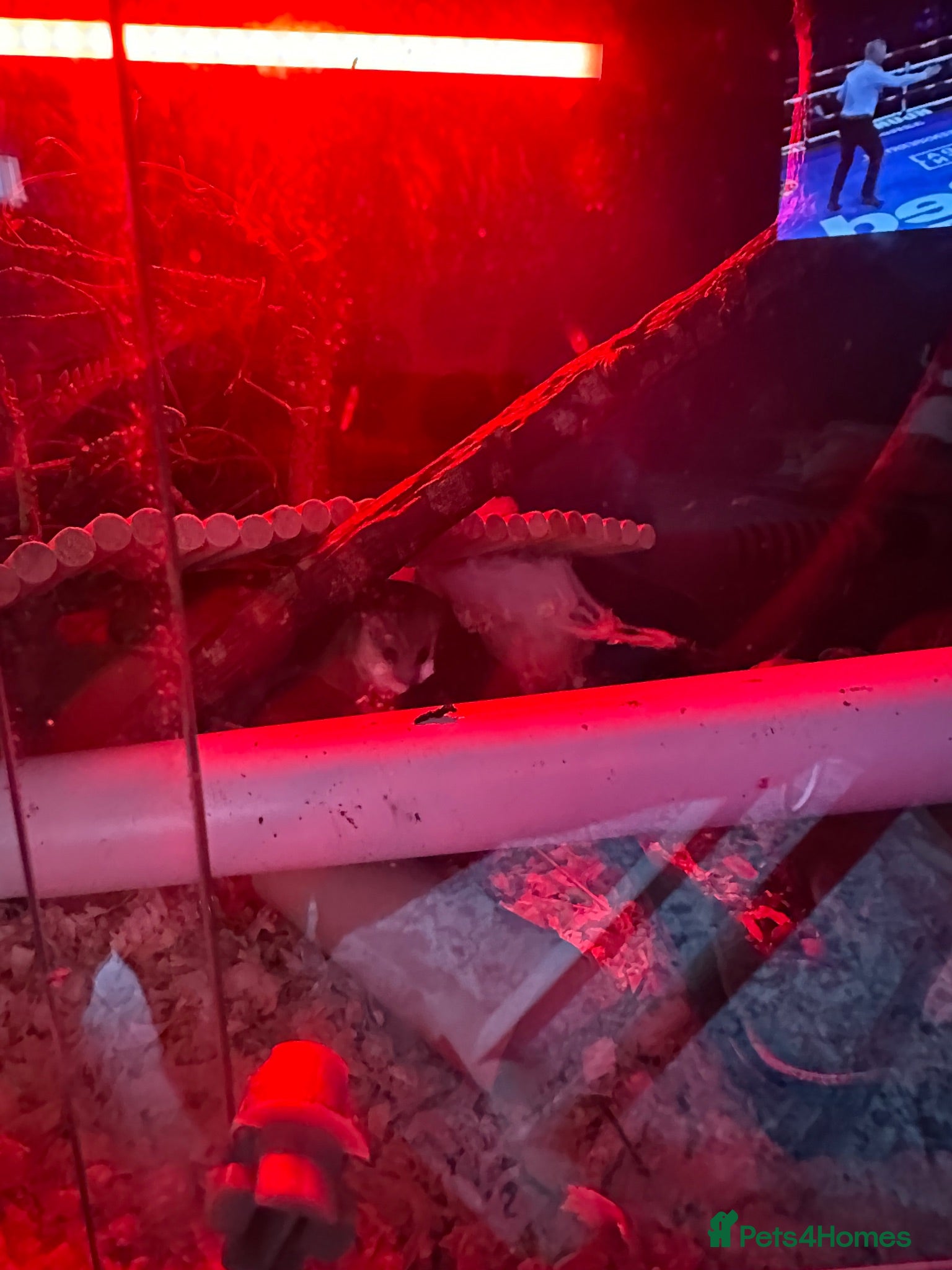 Mouse rodents African Pygmy dormice - Advert 18