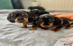 Miniature Dachshund dogs for sale: Miniature dachshund pups - Image 1