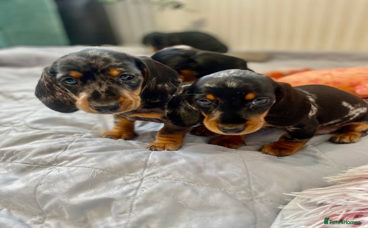 Miniature Dachshund dogs - Advert 7