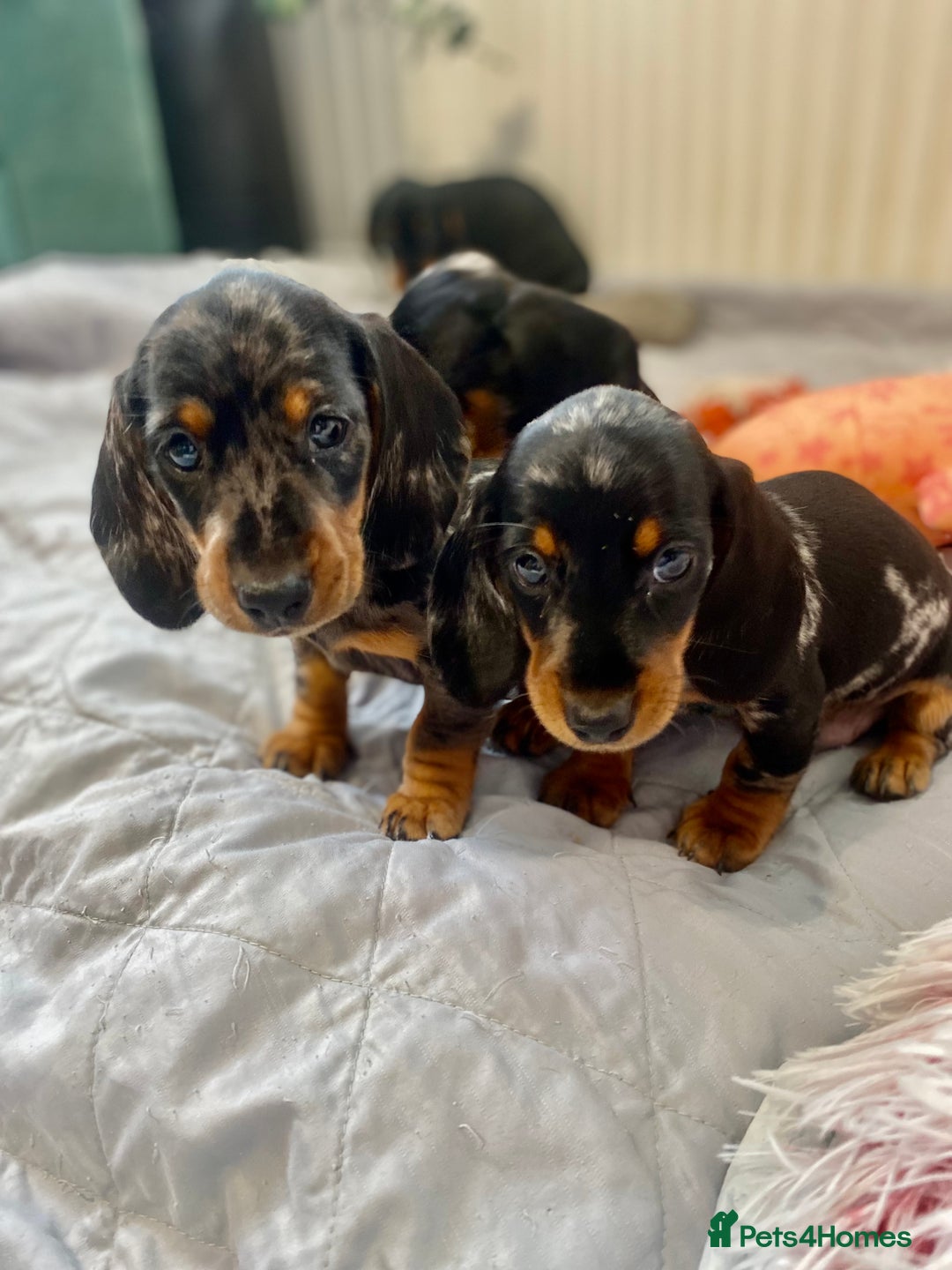 Miniature Dachshund dogs for sale: Miniature dachshund pups - Image 1