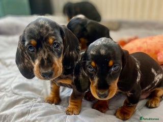 Miniature Dachshund dogs - Advert 8