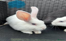 Mixed Breed rabbits for sale: 7 baby bunnies ready for new homes - Image 8