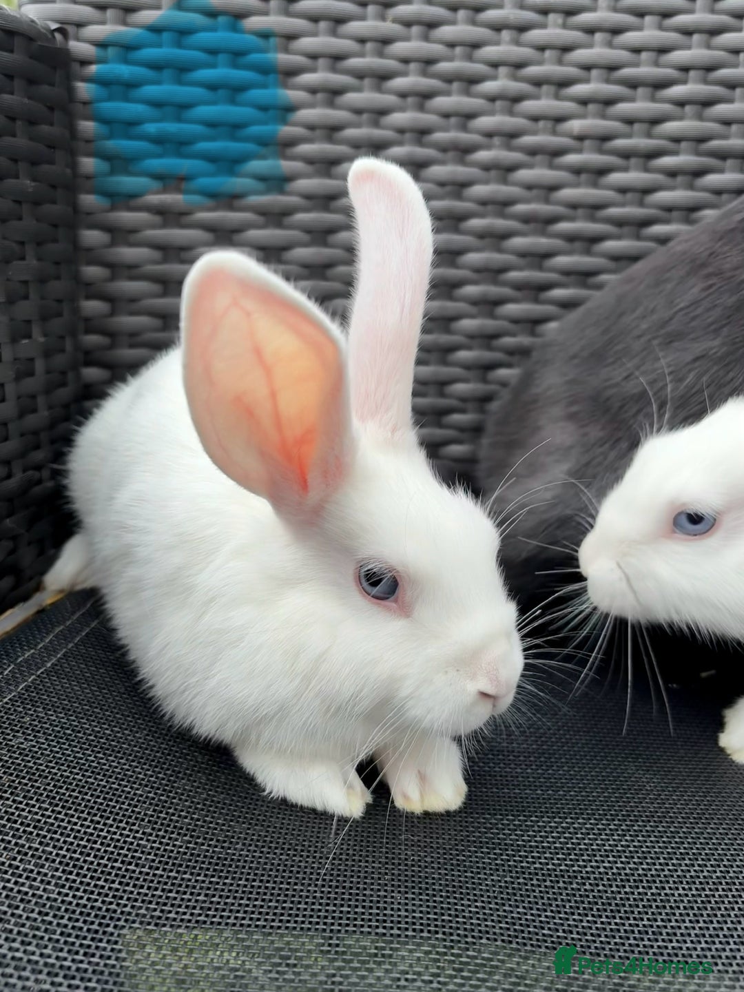Mixed Breed rabbits for sale: 7 baby bunnies ready for new homes - Image 8
