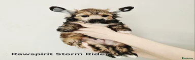 Rawspirit Storm Rider 