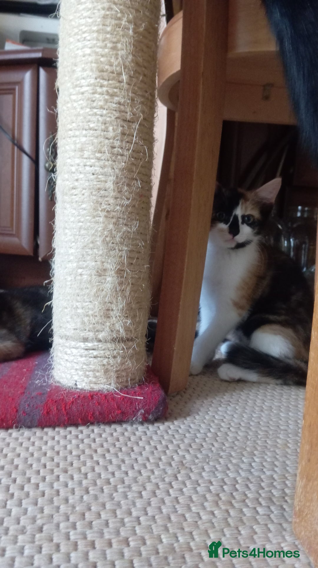 Mixed Breed cats for sale: Cute kittens - Image 7