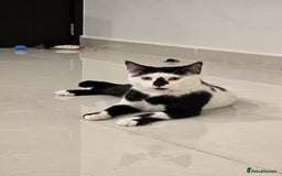 Arabian Mau cats for sale: Meet beautiful Tuxie ❤️ - Image 4