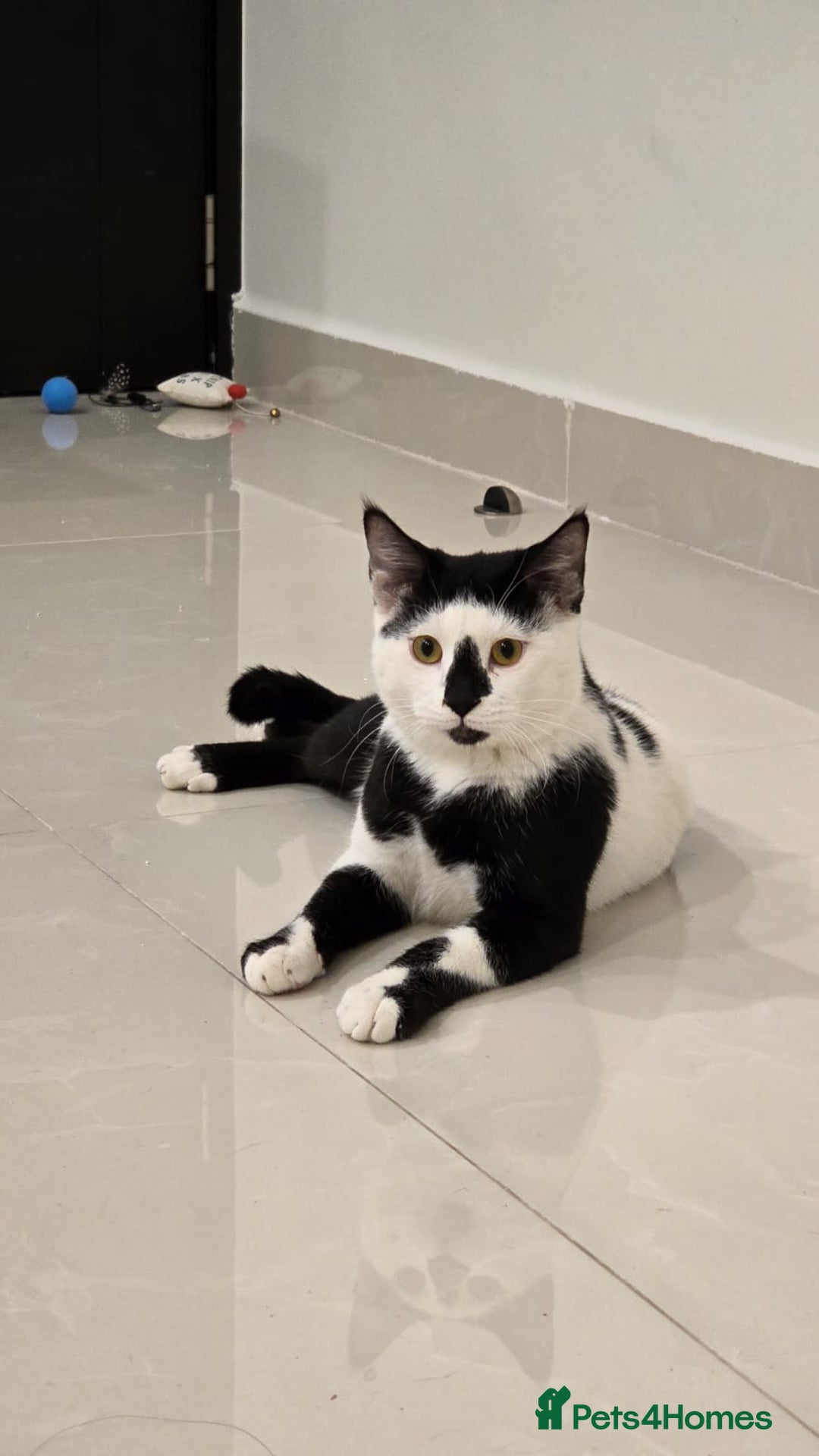 Arabian Mau cats for sale: Meet beautiful Tuxie ❤️ - Image 4