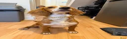 Cocker Spaniel dogs for sale: Lucky 8 month old cocker spaniel  in Wallasey - Advert 10