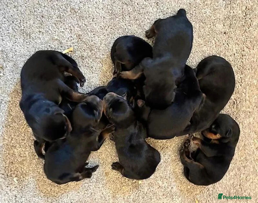 Rottweiler dogs for sale: Rottweiler puppies in Auchterarder - Advert 4