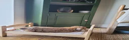 French Lop rabbits for sale: Mini French Lop in Plymouth - Advert 12