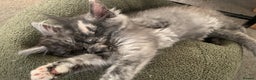 Maine Coon cats for sale: Stunning championship Maine coons for sale - Advert 17