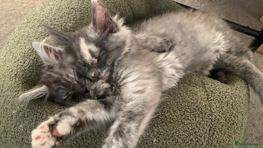 Maine Coon cats for sale: Stunning championship Maine coons for sale - Advert 17