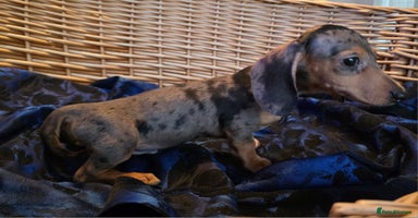 Miniature Dachshund dogs - Advert 7