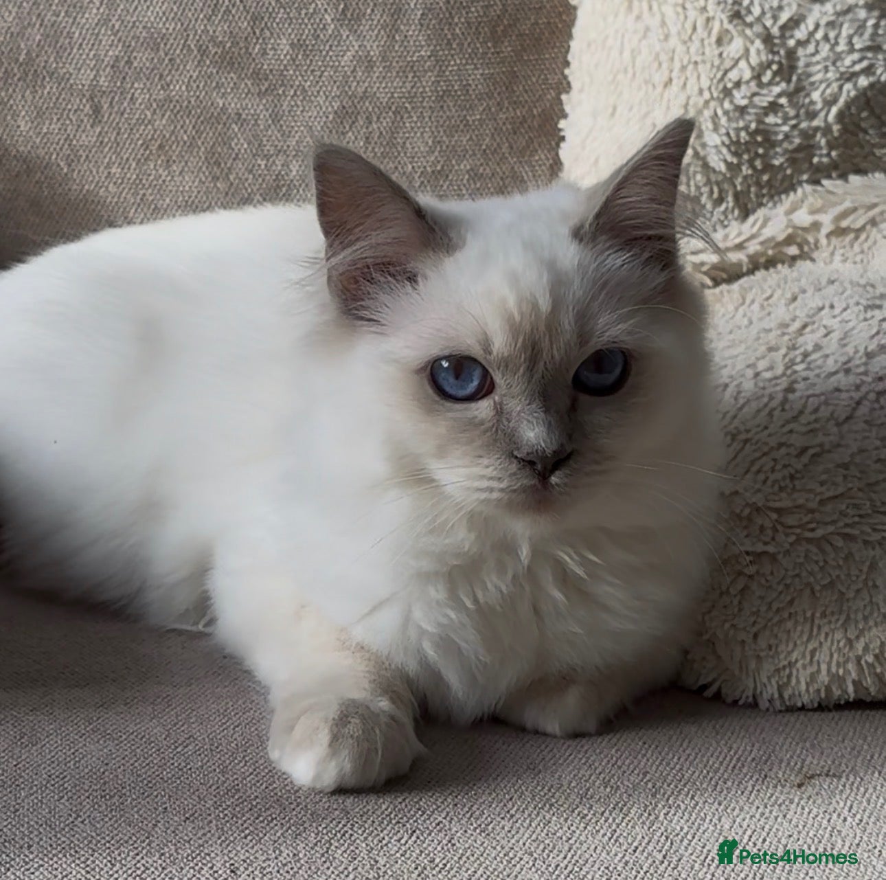 Ragdoll cats Ragdoll kittens GCCF champion breed show quality  - Advert 2