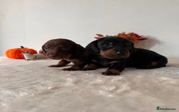 Dachshund dogs for sale: Beautiful Standard Dachshund Puppies  - Image 13