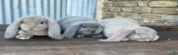 French Lop rabbits for sale: Stunning xl French lops  - Advert 24