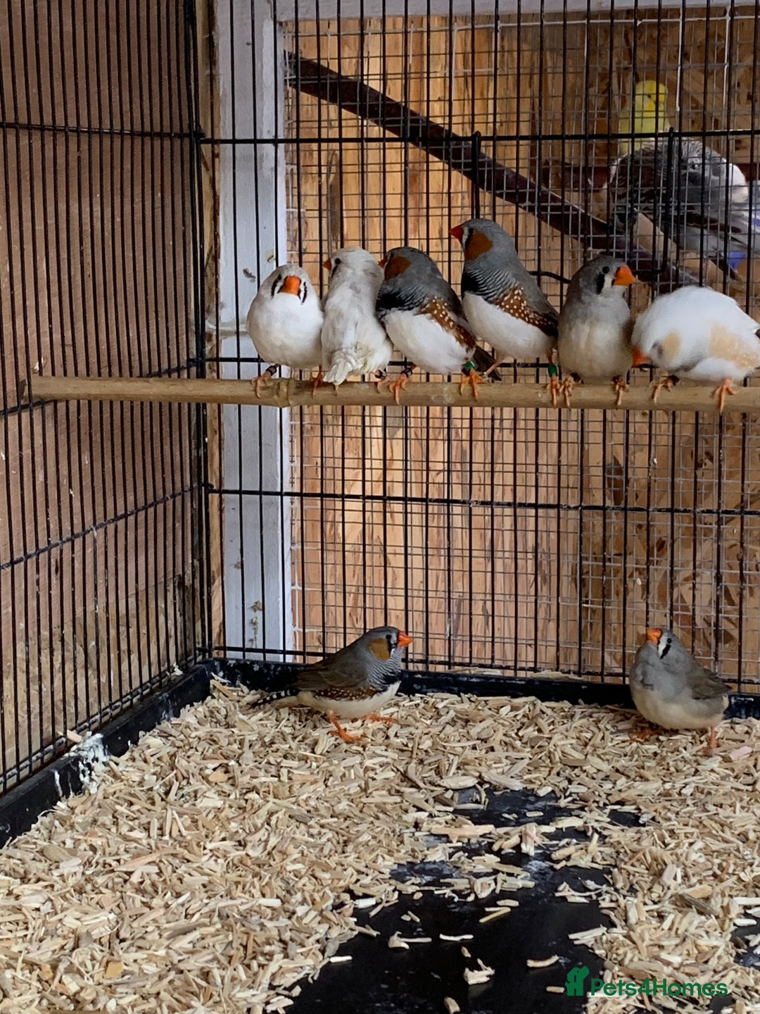 Finches birds for sale: Zebra finches male and female,male diamond dove - Image 2