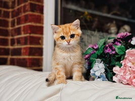 British Shorthair cats - Advert 1