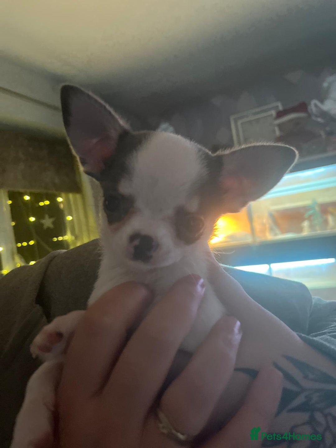 Chihuahua dogs for sale: Show potential smooth coat Chihuahuas  - Advert 1