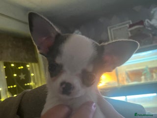 Chihuahua dogs Show potential smooth coat Chihuahuas - Advert 20