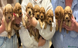 Cocker Spaniel dogs for sale: Outstanding KC Show Cocker Spaniels - Image 1
