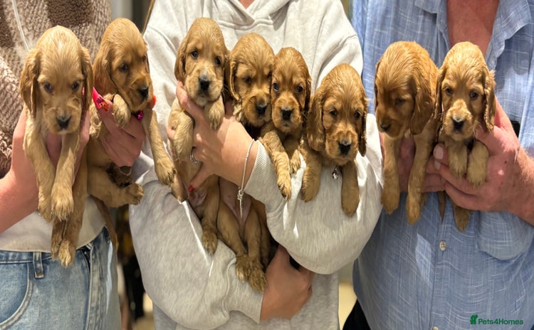 Cocker Spaniel dogs - Advert 5