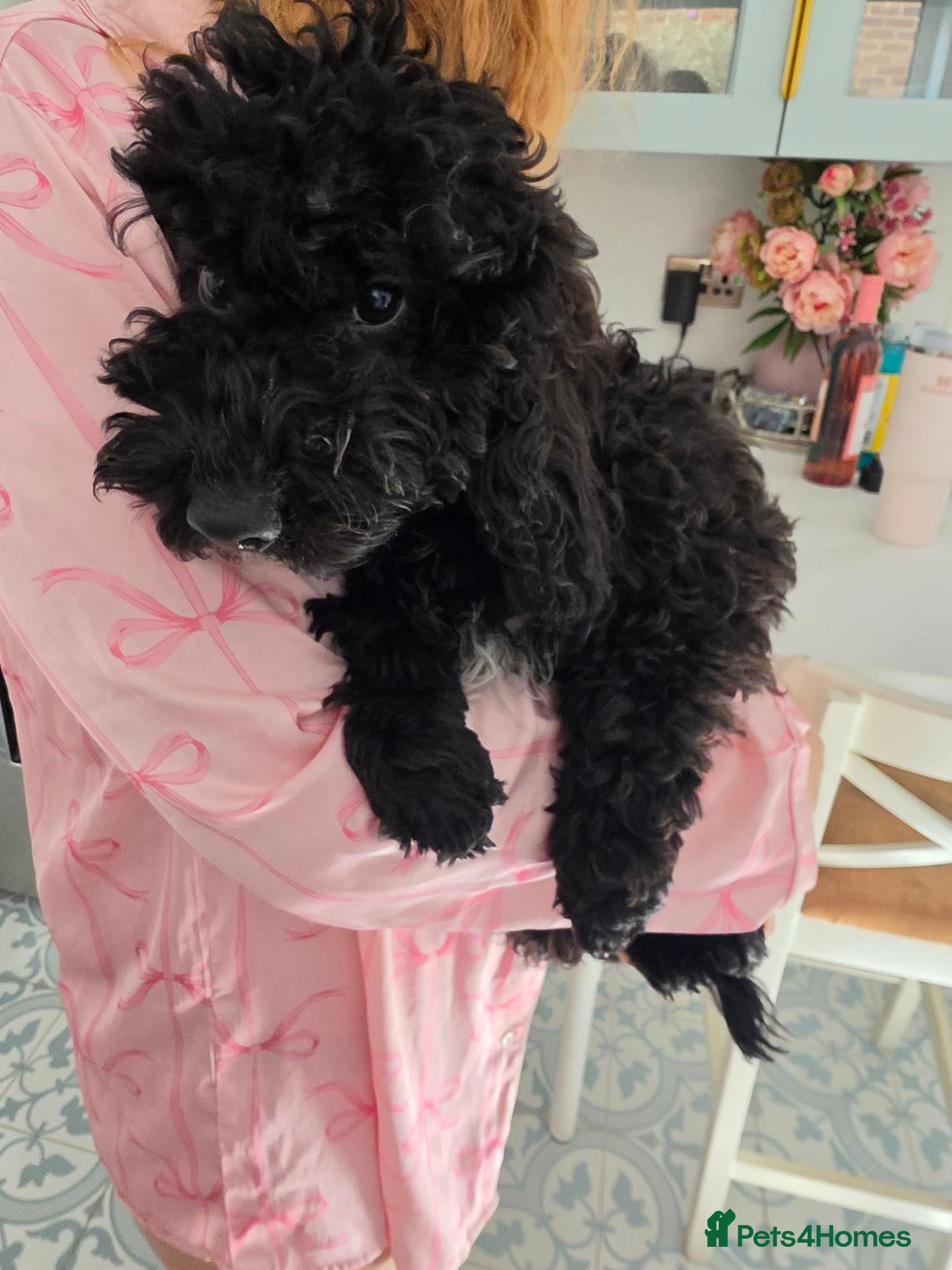 Miniature Poodle dogs Miniature poodle first litter  2 boys available  - Advert 1
