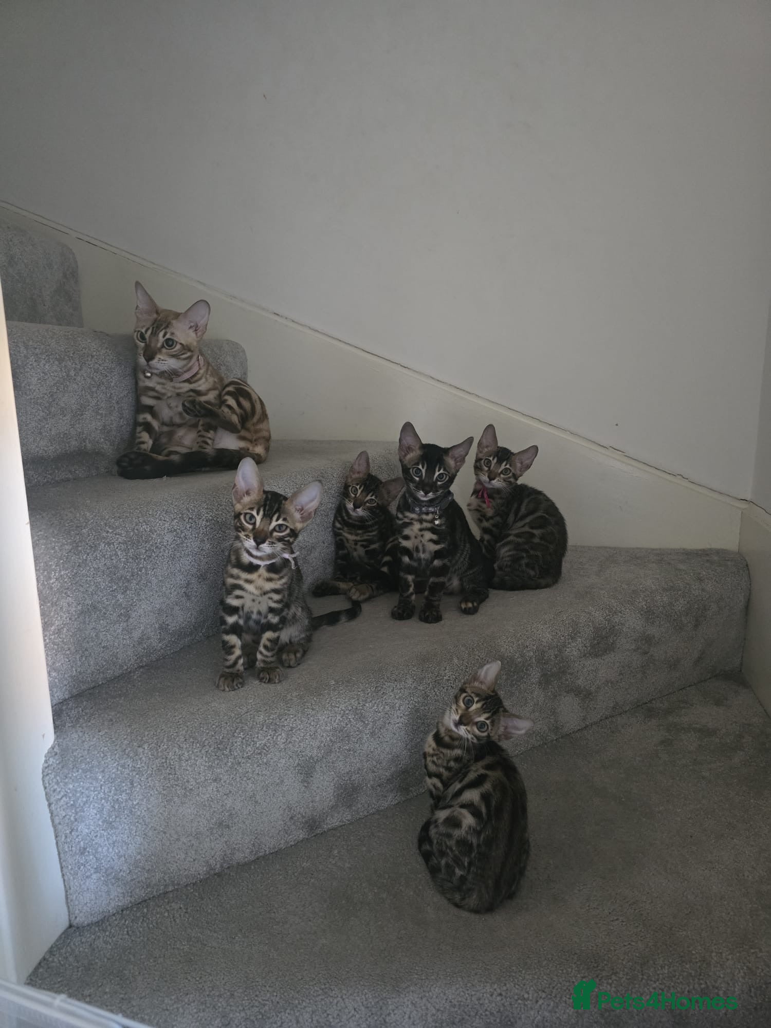 Bengal cats Beautiful Bengal Kittens - Advert 5
