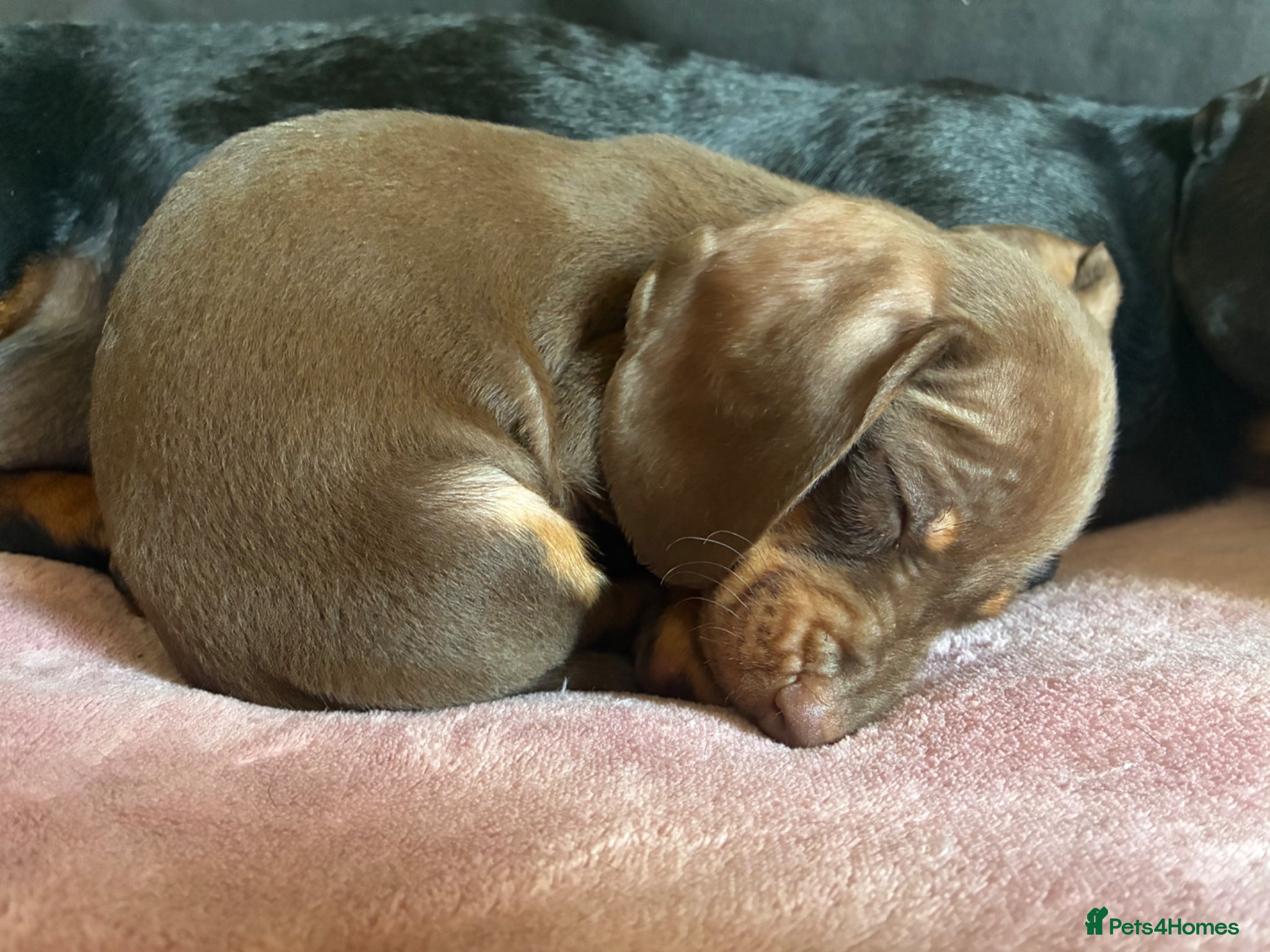 Miniature Dachshund dogs Beautiful Miniature Dachshund Puppies - Advert 2