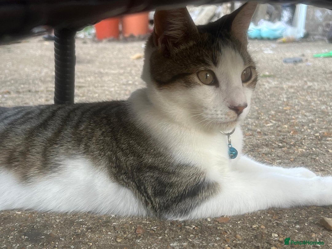 British Shorthair cats for sale: Bengal + Tabby mix (British Shorthair) in Farnborough - Image 4