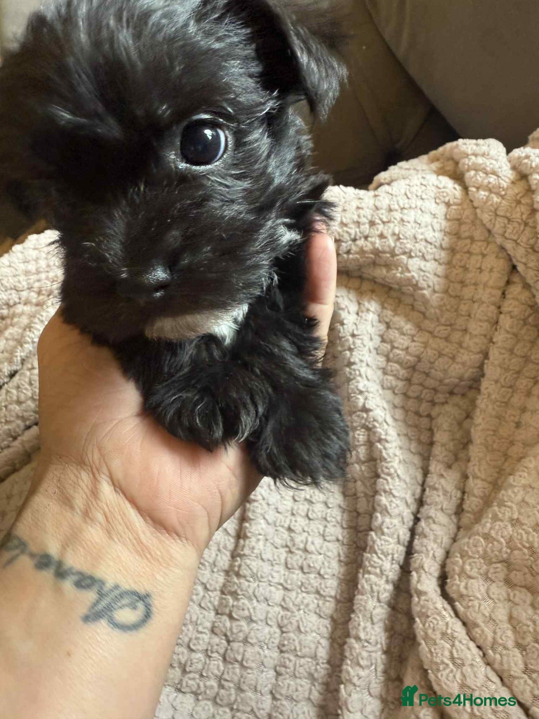 Mixed Breed dogs for sale: Yorkie/jack boy for sale  - Image 1