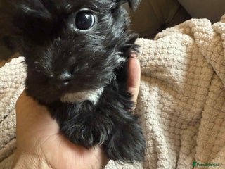 Mixed Breed dogs - Advert 17