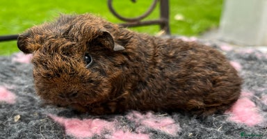 Guinea Pig rodents - Advert 5