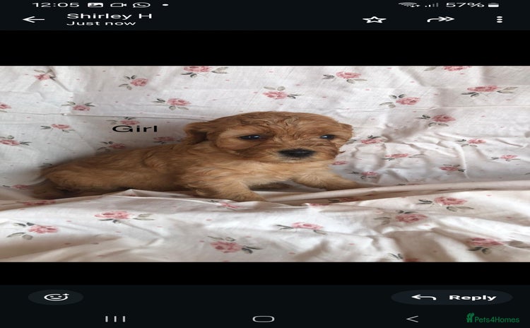Cavapoo dogs - Advert 1