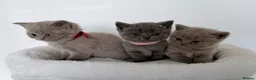 British Shorthair cats for sale: outstanding British shorthair kittens - Advert 21