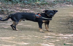 Mixed Breed dogs for sale: Neo German Shepherd/ Rottweiler Cross - Image 3