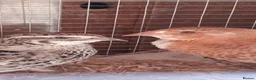 Quail poultry for sale: Hatching eggs sparkly and glitters  - Advert 22