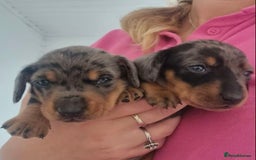 Miniature Dachshund dogs for sale: SWEET STUNNING MINIATURE DACHSHUND PUPPIES - Image 3